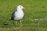 California Gull